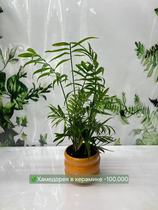 Сансевиерии очень красивые