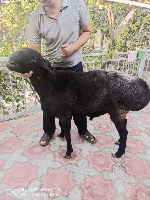 Qo'chqor sotiladi