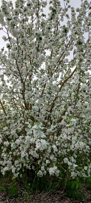 Продам дачу сад Яблонька