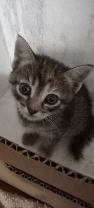 Отдам бесплатно в хорошие руки