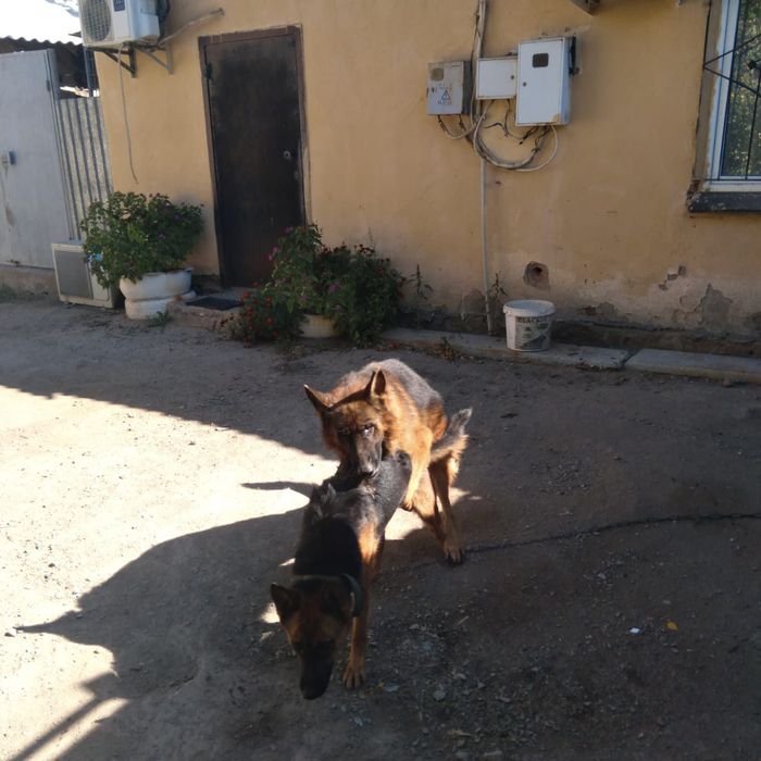 Щенки авчарки продам