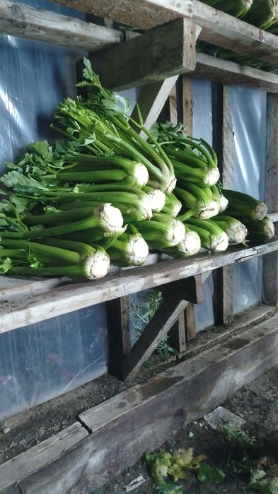 Продам зелень сельдерей
