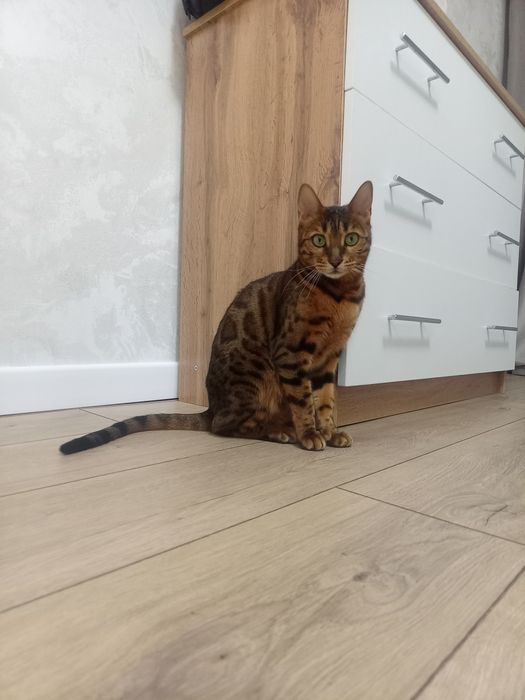 Бенгалская кошка