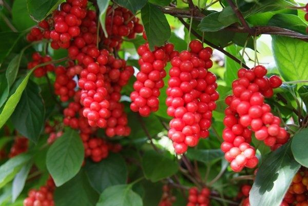 Arbuști Fructiferi (Schisandra )