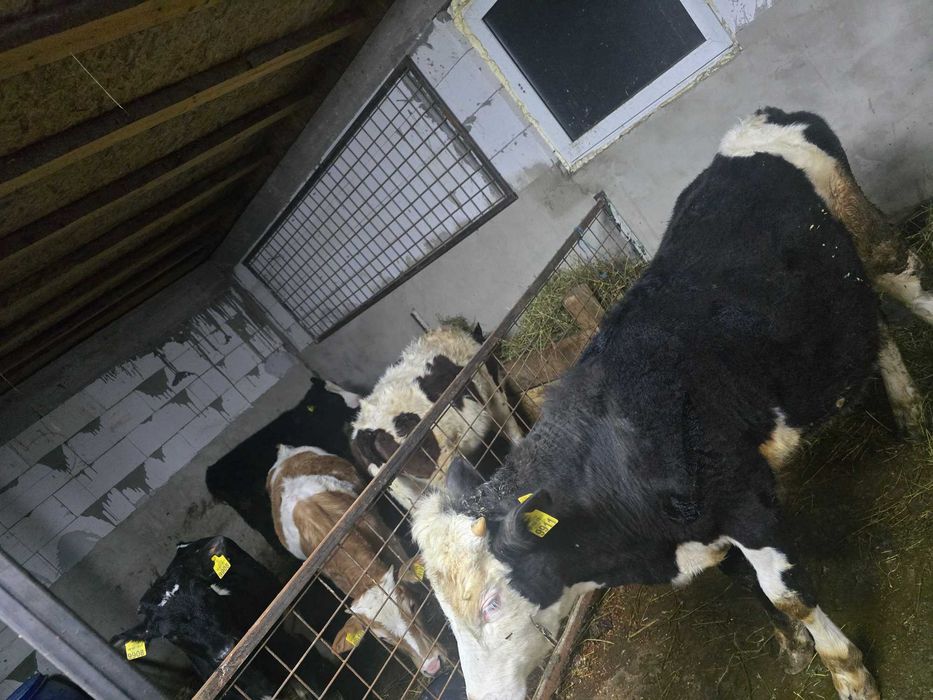 Vand 4 vitele zona bacau livezi