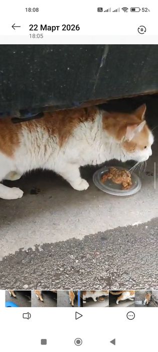 Пропал рыжий кот