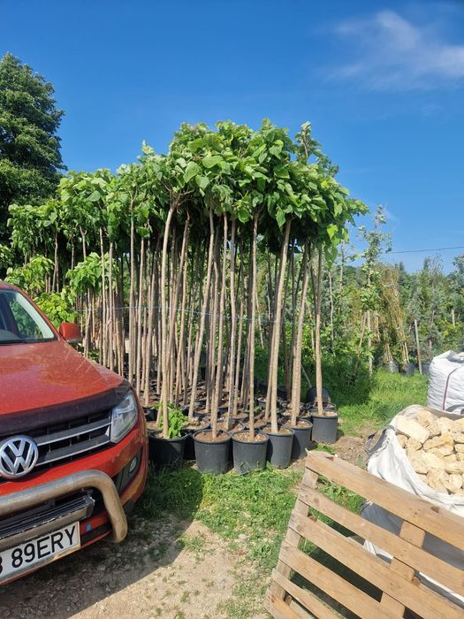 Stejar rosi paulonia