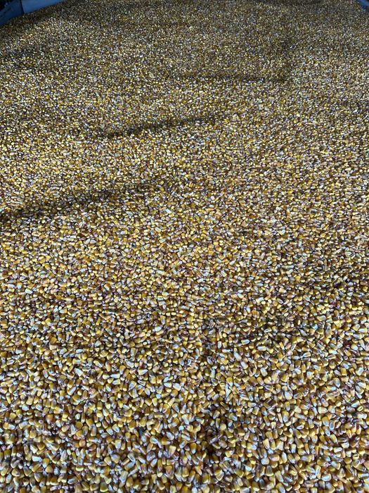 Vand porumb recolta 2025