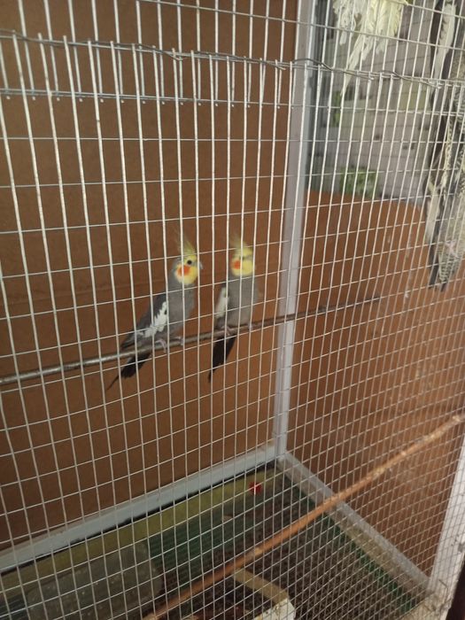 Попугай Корелла продам