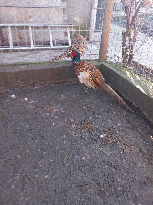 Vând fazani maturi.