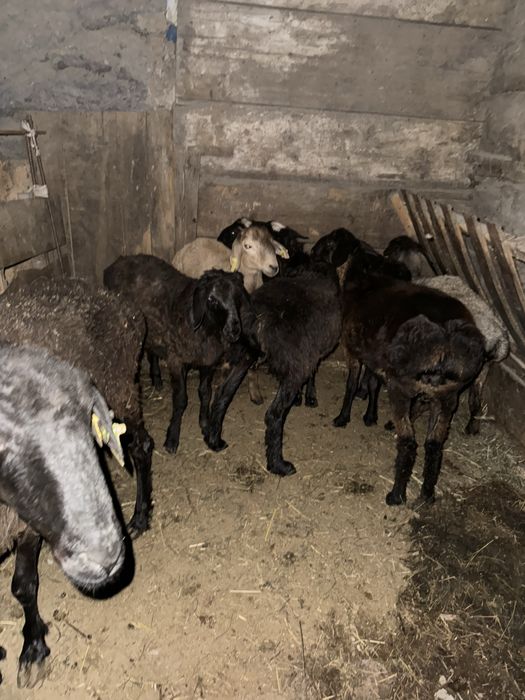 Қойлар, тоқтылар сатылады