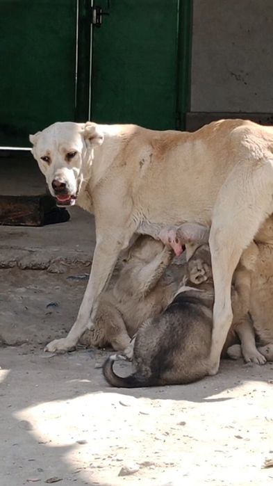 Кушиктер ургашы сатлады