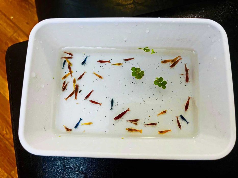 20 + 8 gratis Mix neocaridina creveti Blue Red Yellow Orange Sakura