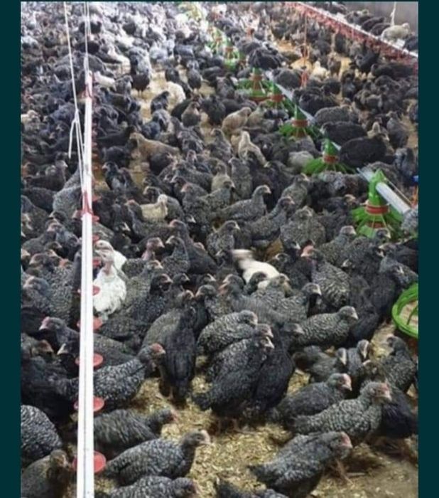 Puii rasa mixta și alb de carne