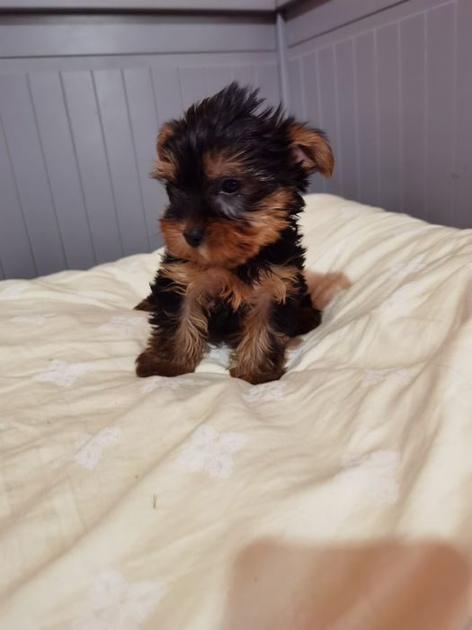 Yorkshire Terrier  mini mini