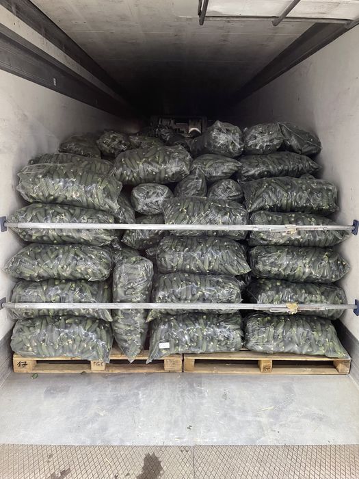 Castraveti-ogórki-Огурцы