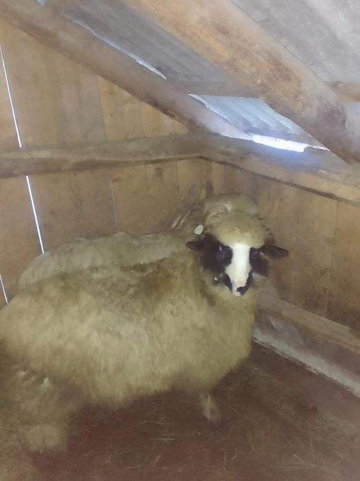 Noatin Brez de vânzare