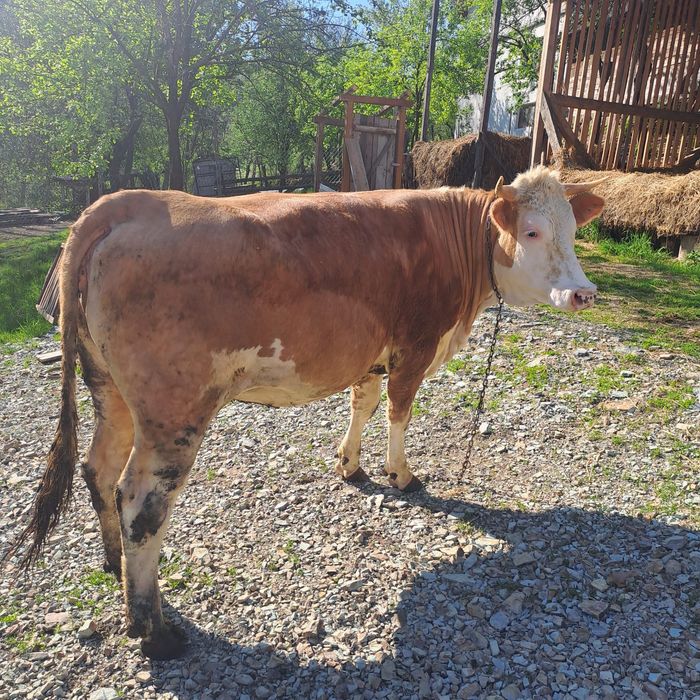 Jurinca bălțată