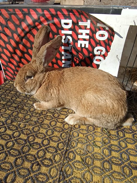 Iepure urăsc german