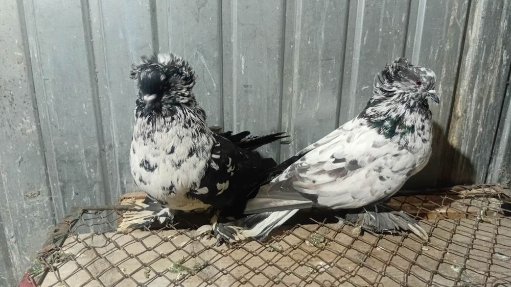 Vând uriași maghiari talie mare