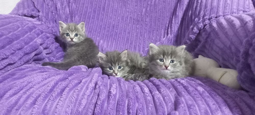 Котята сибирские