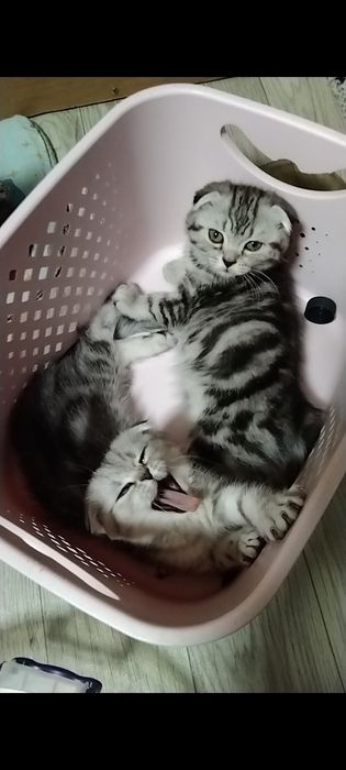 Скоттиш фолд. Две девочки.