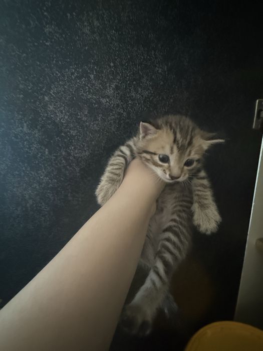 Отдаются котятки