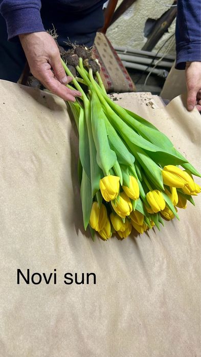 Тюльпаны только оптом