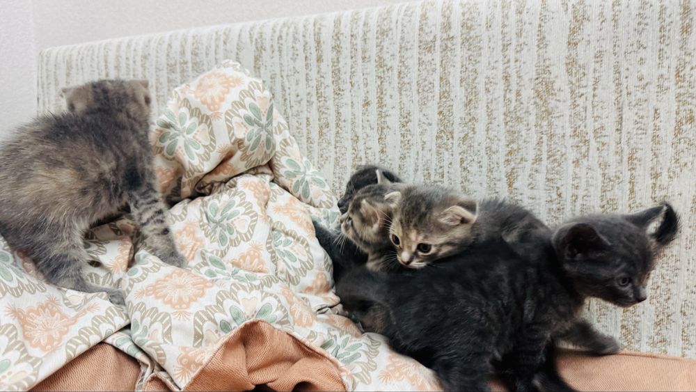 Продаются котята