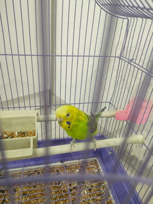 Попугай волнистый