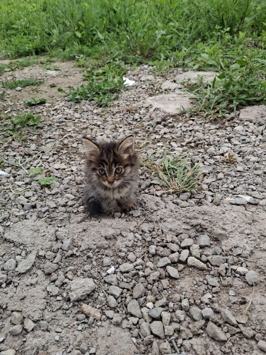 Котята в добрые руки. Мысык