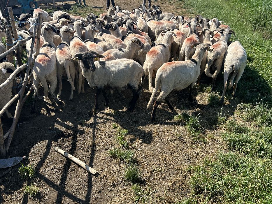50 oi de vanzare