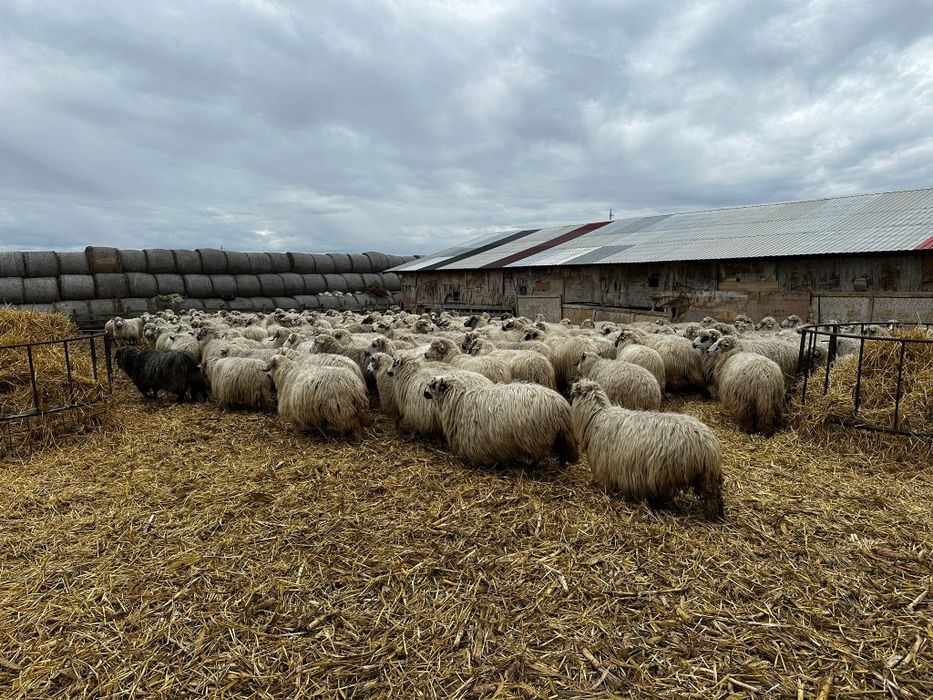 Oi țurcane toate sunt gestante, 700 lei bucata