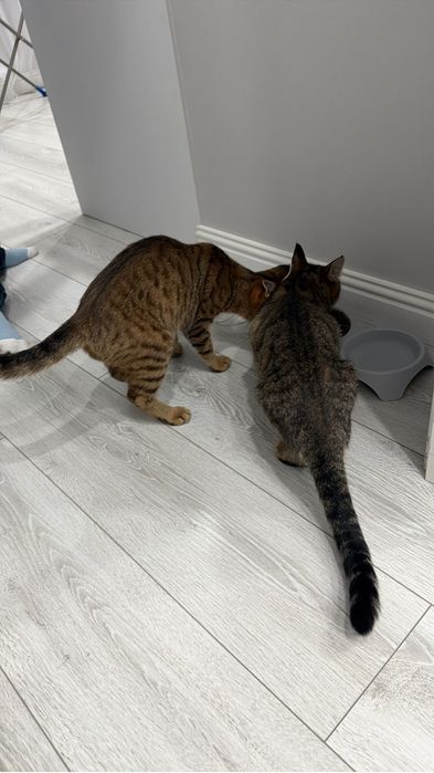 Котята помись с бенгалами