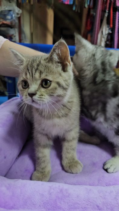 Котята шотландские