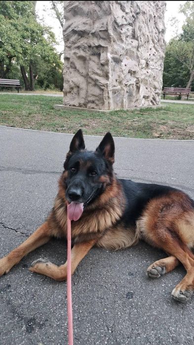 Pui ciobanesc german cu pedigree
