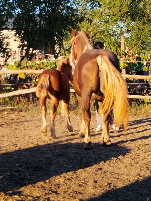 De vânzare Iapă și mânză