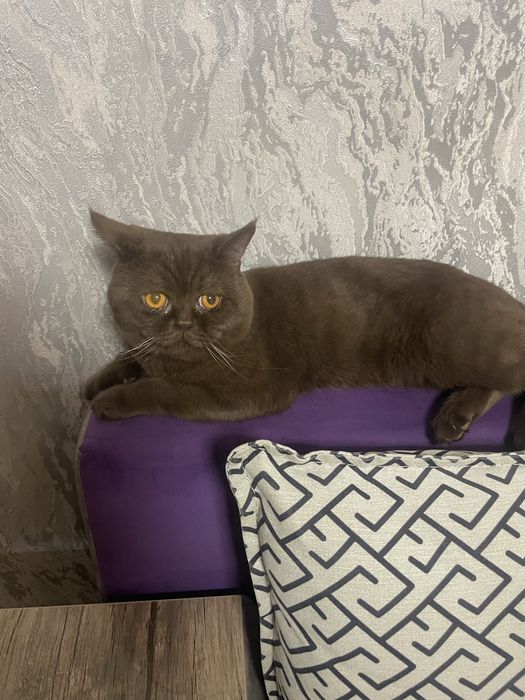 Кот скотиш страйт