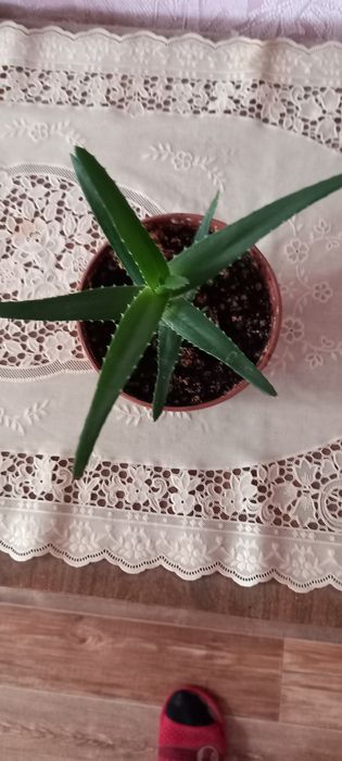 Продам комнатный цветок.