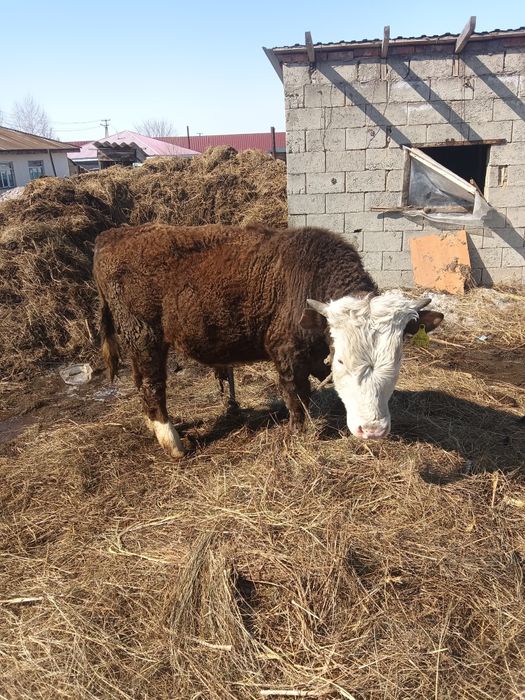 бчок бұқа бір жас