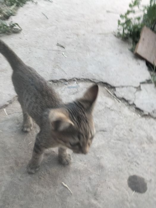 Отдам котята в хорошие руки