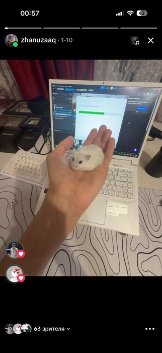 Джунгарский хомяк 4 месяца