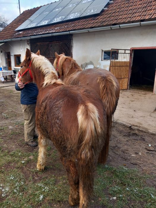 Iapa cu manz de vânzare
