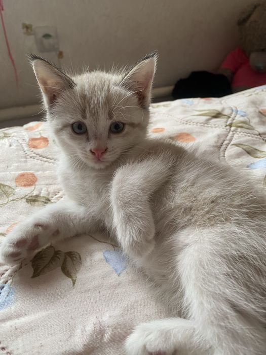 Отдам котят бесплатно