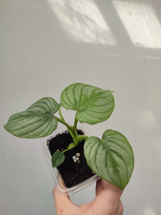 Филодендрон мамэй