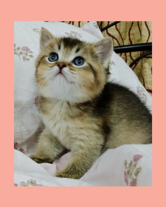 Девочка золотая Шиншила