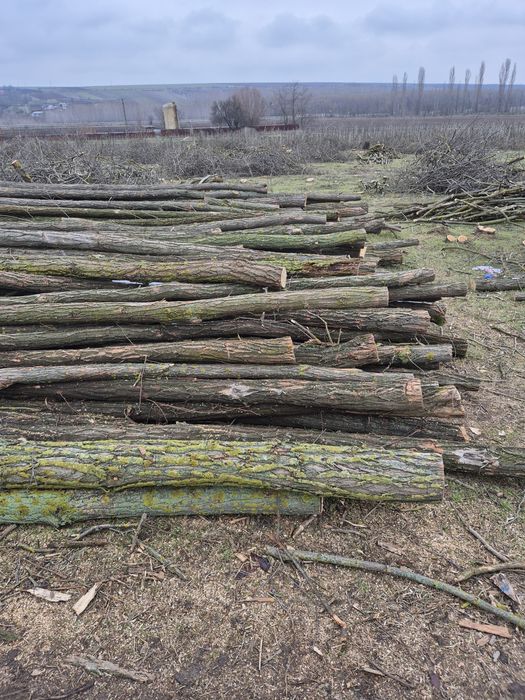Vind lemn foc salcim și alte diverse tari  cu transport și fără transp
