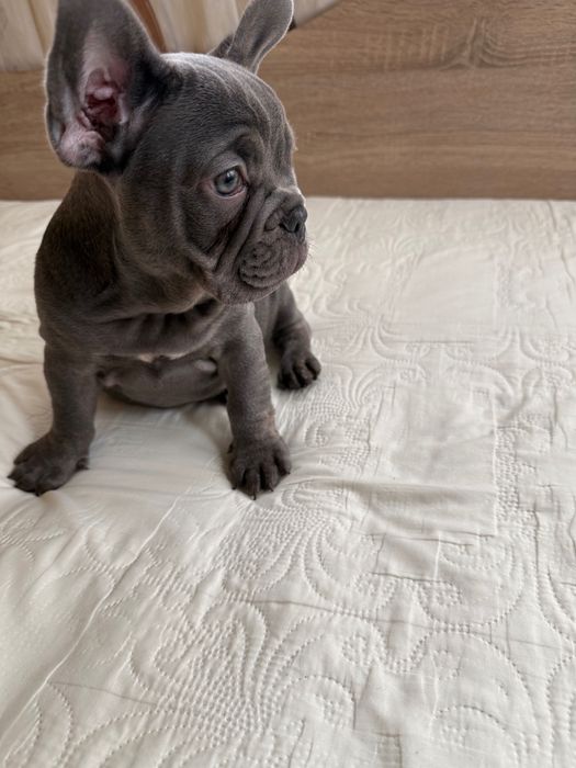 Френски булдог Blu tan