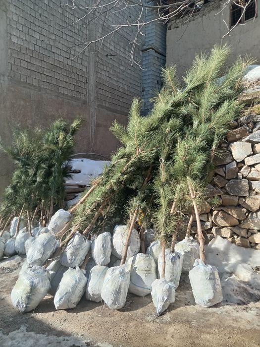 Крим арча кучатлари сотилади