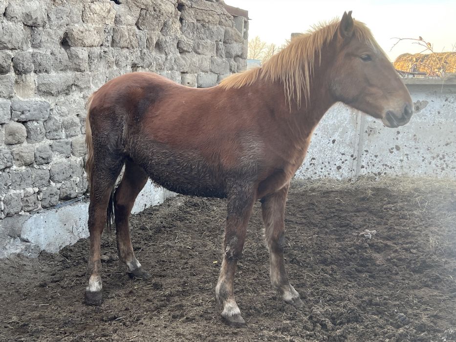 Продается донен